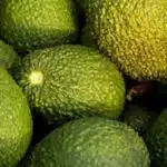 Avocado