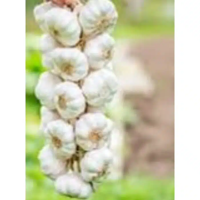 Garlic 100g - Image 1