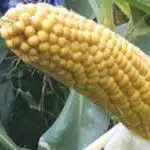 Maize